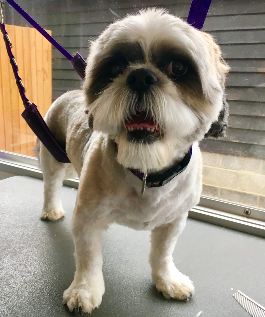 IMG_5550 Totally Mutts Dog Grooming Services, Maidenhead, Berkshire