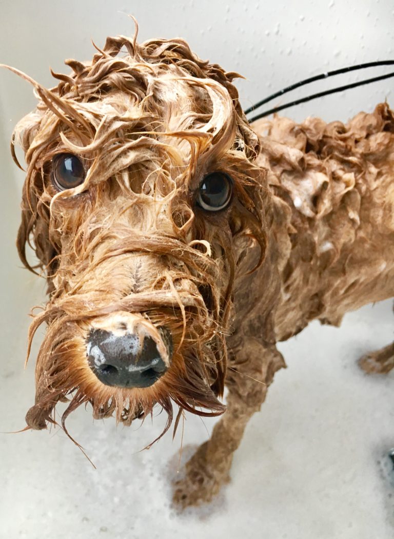 IMG_6144 (1) Totally Mutts Dog Grooming Services, Maidenhead, Berkshire