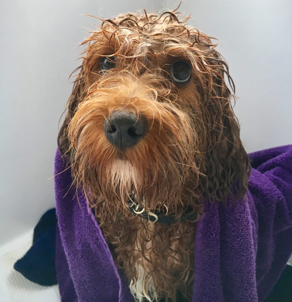 IMG_6148 (1) Totally Mutts Dog Grooming Services, Maidenhead, Berkshire